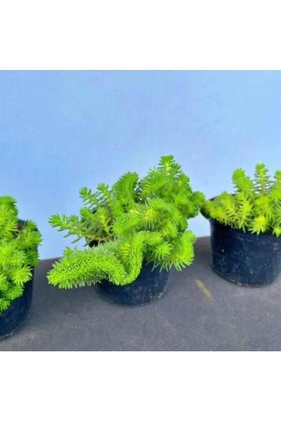 Седум гребінчастий Кристатум 